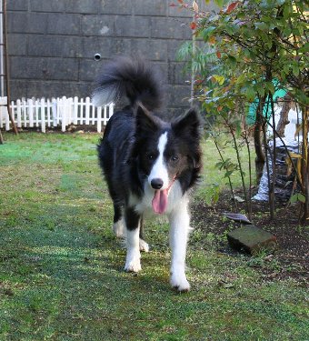 庭で遊ぶ犬