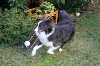 ロープ付きボールで遊ぶ犬