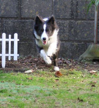 飛ぶように走るボーダーコリー