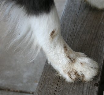 遊んだ後のドロドロな犬の足