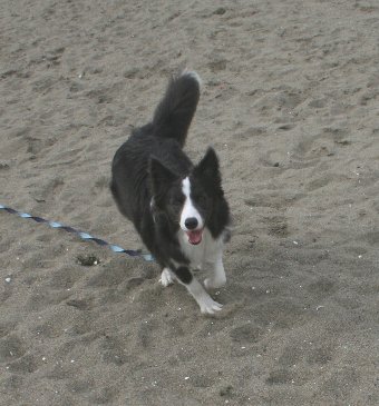 ビーチのある公園に行った犬