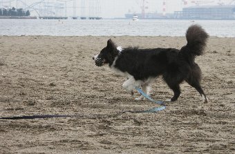 砂浜で遊ぶ犬