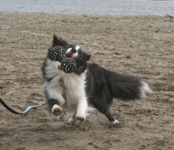 砂まみれのおもちゃで遊ぶ犬