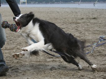 ジャンピングキャッチする犬