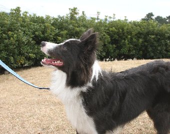 飼い主を見上げる犬