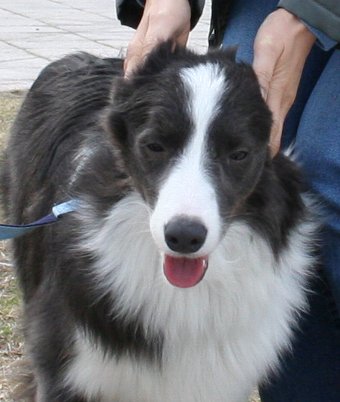 初めて会った人に撫でてもらった犬