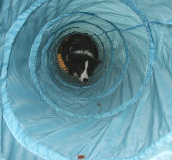 トンネルの中に入る犬