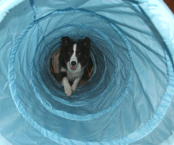 楽しそうにトンネルをくぐる犬