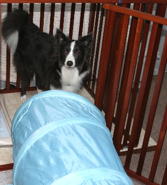 トンネルを抜けてサークルへ入る犬