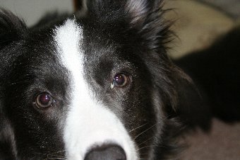 目やにが出た犬