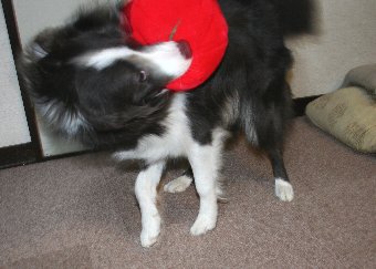 おもちゃを振り回す犬
