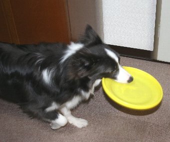 初めてフリスビーをもらった犬