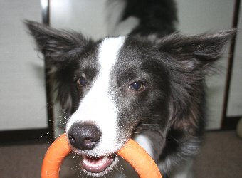 ひっぱりっこする犬