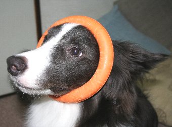 おもちゃの輪っかを顔にはめられた犬