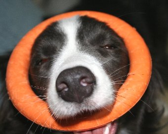 おもちゃがはまって面白い顔になった犬