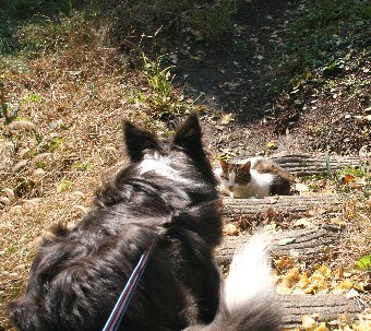 公園の中で猫に会った犬