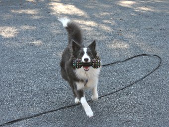 ロングリードで遊ぶ犬