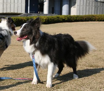 おもちゃを投げてもらうのを待つ犬
