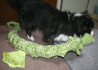 体長より長いおもちゃで遊ぶ犬