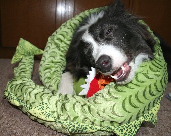 大きなおもちゃをかじる犬