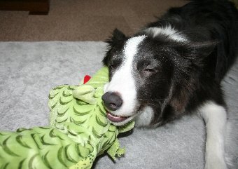 おもちゃを噛むのが好きな犬