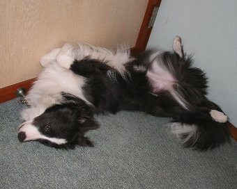 仰向けで寝る犬