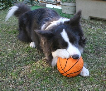 パンクしないボールと犬
