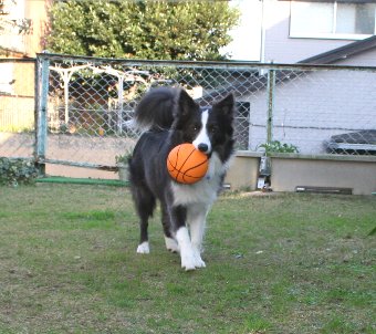 新しいボールをもらった犬