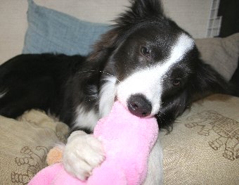 ピンクのぬいぐるみと犬