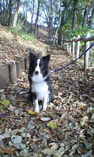 お散歩中の犬