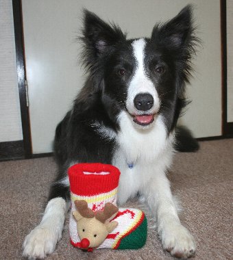 クリスマスブーツと犬