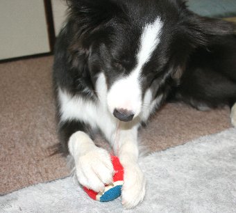 新しいボールをもらった犬