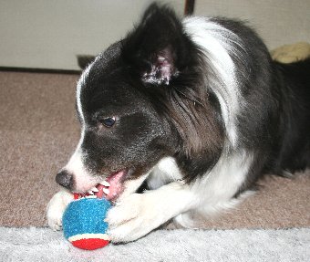 ボールを破壊し始める犬