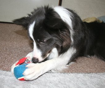 破壊する箇所を確認する犬