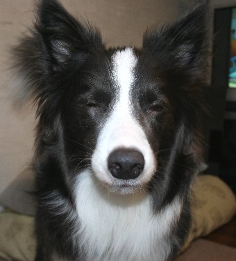 薄目の犬