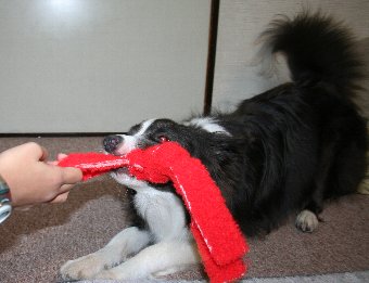 真剣にひっぱりっこをする犬