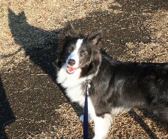 ご機嫌で散歩する犬