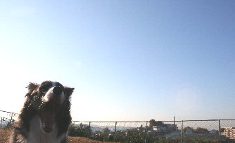 青空と犬