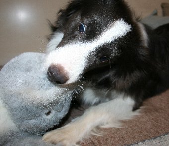 ぬいぐるみにかぶり付く犬