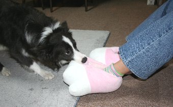 スリッパ型のおもちゃで遊ぶ犬