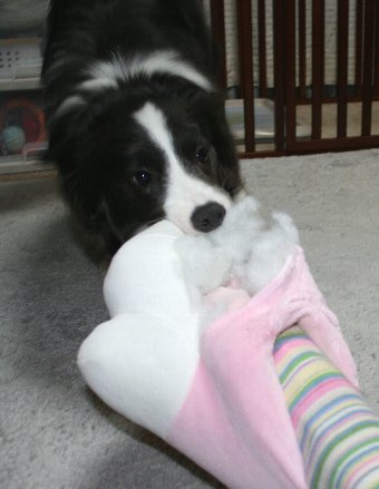 おもちゃを破壊した犬