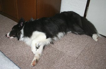横になるボーダーコリー
