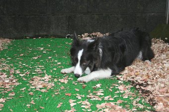 ウッドチップを散らしながら遊ぶ犬