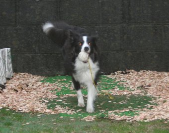ウッドチップが撒かれた庭で遊ぶ犬