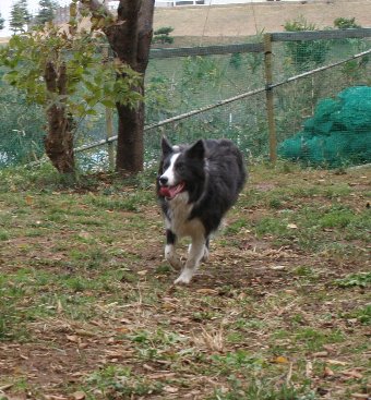 新たなドッグランに連れて行ってもらった犬