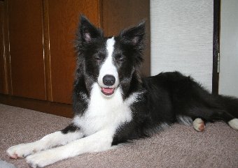 シャンプーできれいになった犬