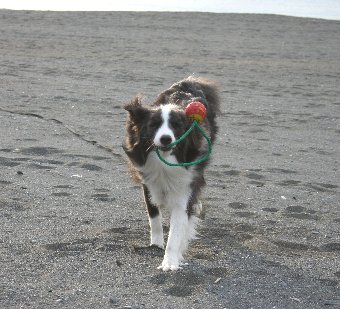 紐付きボールを持ってくる犬