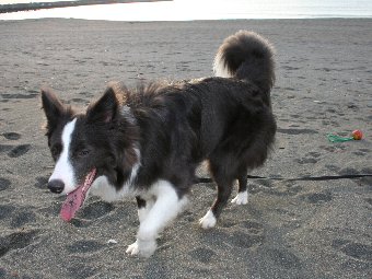 砂だらけの犬の口