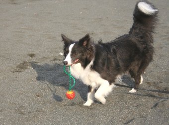 砂浜で遊ぶ犬