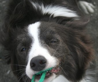 砂浜で遊んで砂だらけになる犬